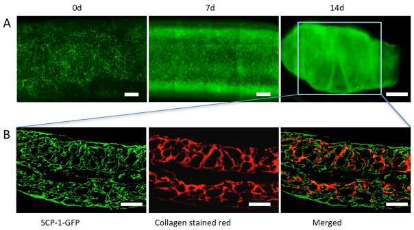 如何使用低成本桌面3D打印機創建血管結構 如何使用低成本桌面3D打印機創建血管結構